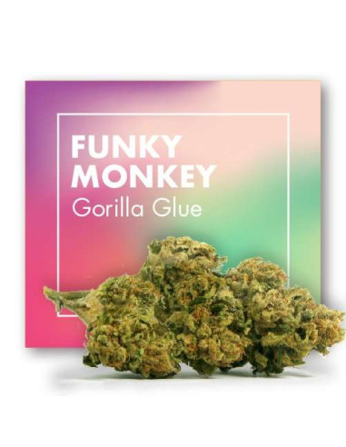 FUNKY MONKEY Gorilla Glue - INDOOR 2gr by Cannactiva