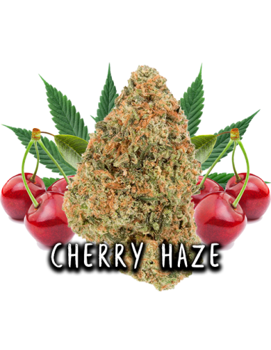 Cherry Haze CBD 2gr by Iguana Smoke