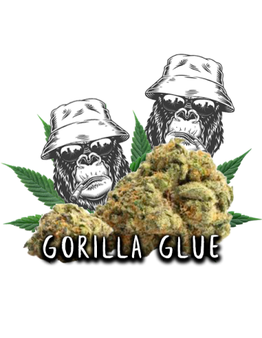 Gorilla Glue CBD 2gr by Iguana Smoke