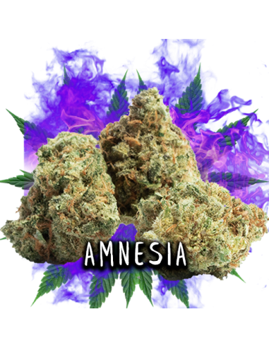 Amnesia CBD 3gr by Iguana Smoke