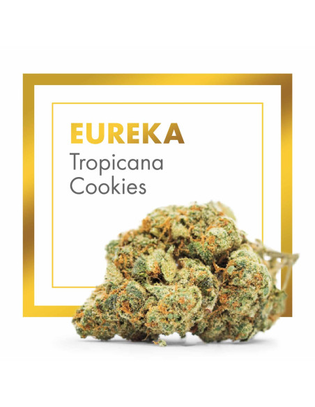EUREKA Tropicana Cookies 10gr by Cannactiva