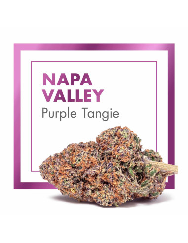 NAPA VALLEY Purple Tangie 2gr by Cannactiva