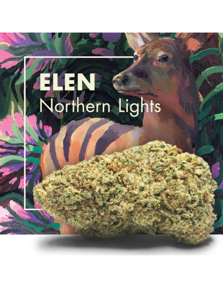 ELEN Northern Lights 2gr by Cannactiva