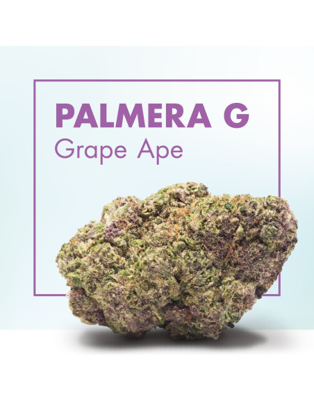 PALMERA G Grape Ape 2gr by Cannactiva